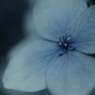 ホントの花は…。