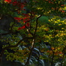 紅葉 001