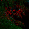 紅葉 003