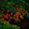 紅葉 004