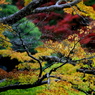 紅葉 005
