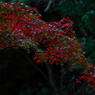 紅葉 020