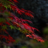 紅葉 051