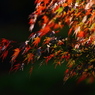 紅葉 059