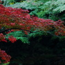 紅葉 063