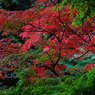 紅葉 064