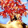 紅葉 075