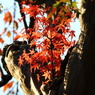 紅葉 077