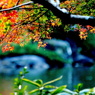 紅葉 079