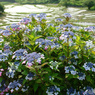 紫陽花  (286T)