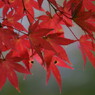紅葉のアップ