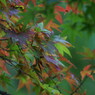 これから紅葉します