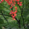 垂れ紅葉