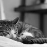 うちの猫
