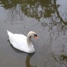 白鳥と波紋