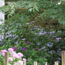 紫陽花の窓辺