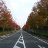 東沖緑地近くの紅葉並木
