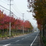 東沖緑地近くの紅葉並木