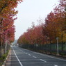 東沖緑地近くの紅葉並木
