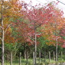 東沖緑地近くの紅葉並木