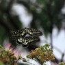 合歓木の上での恋～①