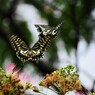 合歓木の上での恋～②