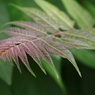 路地に咲く植物