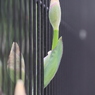柵から出ている菖蒲