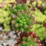 肉厚な植物