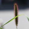 植物
