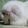 アミの寝顔