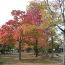 叶松児童公園