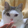 見つめられて