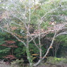 江汐公園