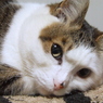物思いにふけて