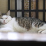 うつらうつら