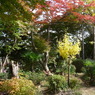 来迎寺