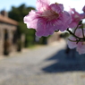 Uruguay - Colonia -