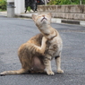 お前、これできるか？