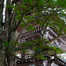 大木と寺