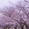 府中の森公園　さくら並木２