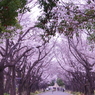 府中の森公園　さくら並木３