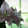外交官の家②