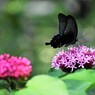 梅雨の晴れ間に、、、④