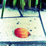 11月13日 (12)