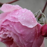 雨に濡れたバラ