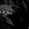 山紫陽花