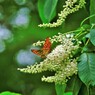 リョウブに集う・美しいミドリさん(^O^)
