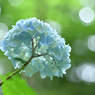 神戸市立森林植物園