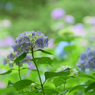神戸市立森林植物園